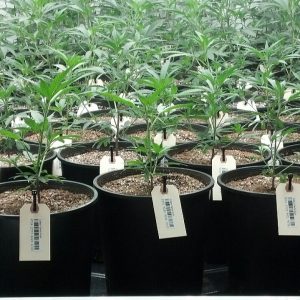 Barcodes on Marijuana plants